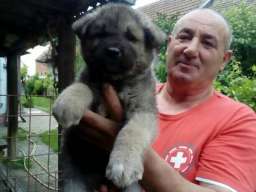 Američka akita &scaron;tenci