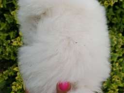 Pomeranac &scaron;tenci