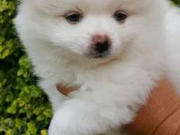 Pomeranac &scaron;tenci