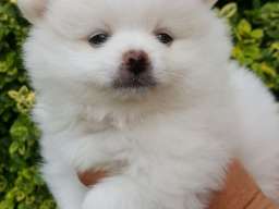 Pomeranac &scaron;tenci