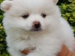 Pomeranac &scaron;tenci