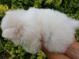 Pomeranac &scaron;tenci