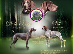 Nemački kratkodlaki ptičar