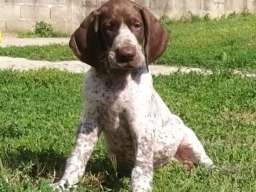 Nemački kratkodlaki ptičar