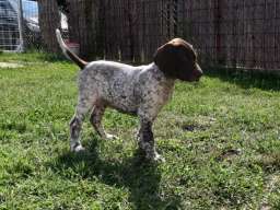 Nemački kratkodlaki ptičar