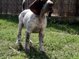 Nemački kratkodlaki ptičar