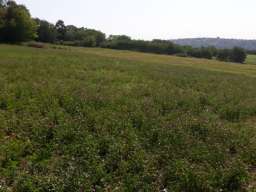 Prodajem plac 1.10ha u Vranicu