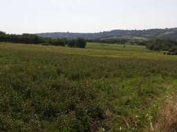 Prodajem plac 1.10ha u Vranicu