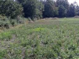 Prodajem plac 1.10ha u Vranicu