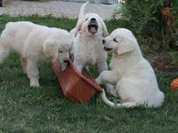 Njufaundlender i zlatni retriver stenci na prodaju 