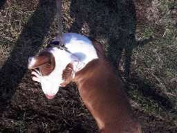 &Scaron;tenci Pit Bulla na prodaju Bulyson linija