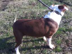 &Scaron;tenci Pit Bulla na prodaju Bulyson linija