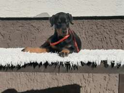 Doberman &scaron;tenci