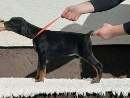 Doberman &scaron;tenci