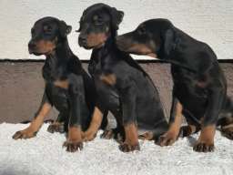 Doberman &scaron;tenci