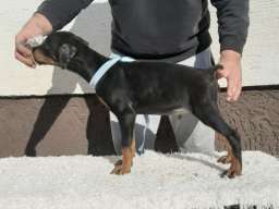 Doberman &scaron;tenci