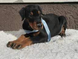 Doberman &scaron;tenci