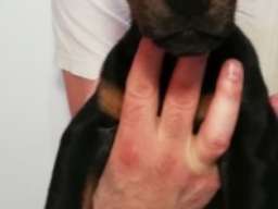 Doberman &scaron;tenci