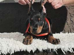 Doberman &scaron;tenci