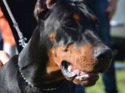 Doberman &scaron;tenci