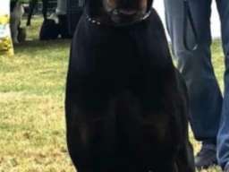 Doberman &scaron;tenci