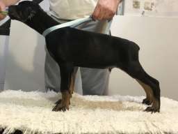 Doberman &scaron;tenci