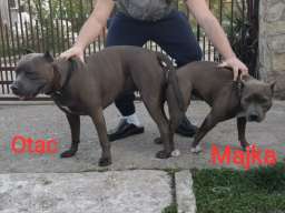 Stenci PIT BULL BLUE NOSE na prodaju
