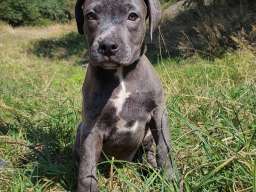 Stenci PIT BULL BLUE NOSE na prodaju