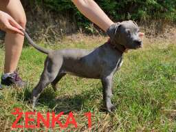 Stenci PIT BULL BLUE NOSE na prodaju