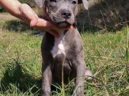 Stenci PIT BULL BLUE NOSE na prodaju