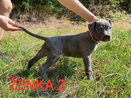 Stenci PIT BULL BLUE NOSE na prodaju
