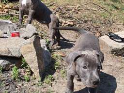 Stenci PIT BULL BLUE NOSE na prodaju