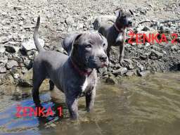 Stenci PIT BULL BLUE NOSE na prodaju