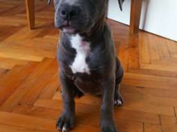 Stenci PIT BULL BLUE NOSE na prodaju