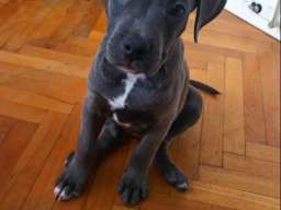 Stenci PIT BULL BLUE NOSE na prodaju