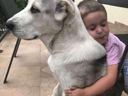 Poklanjam kuju Azijata