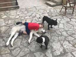 Poklanjam kuju Azijata