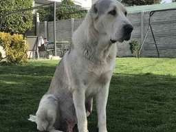 Poklanjam kuju Azijata