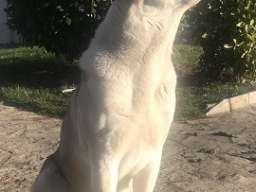 Poklanjam kuju Azijata