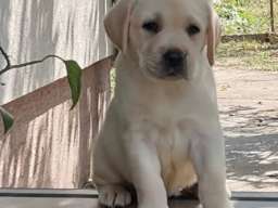 Stenci LABRADOR retrivera