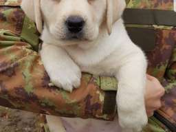 Stenci LABRADOR retrivera