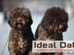 Lagotto Romagnolo