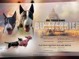 Standard Bull Terrier stenci na prodaju 