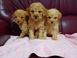 Maltipoo stenci
