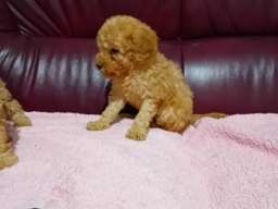 Maltipoo stenci
