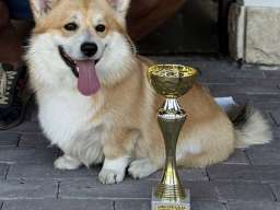 Korgi &scaron;tenci na prodaju