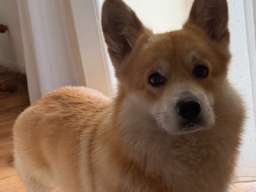 Korgi &scaron;tenci na prodaju