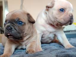 Francuski BULDOG stenci 