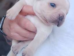 Francuski BULDOG stenci 