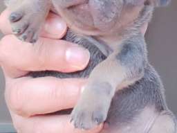 Francuski BULDOG stenci 